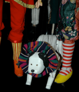 Dog Toby Joey's Circus Comes To Town